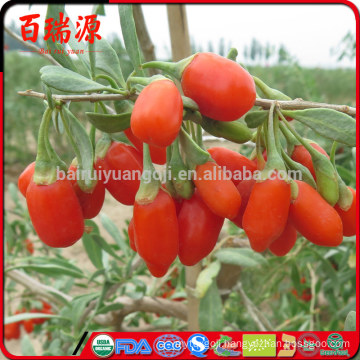 Original ningxia goji yummy goji berries dried goji